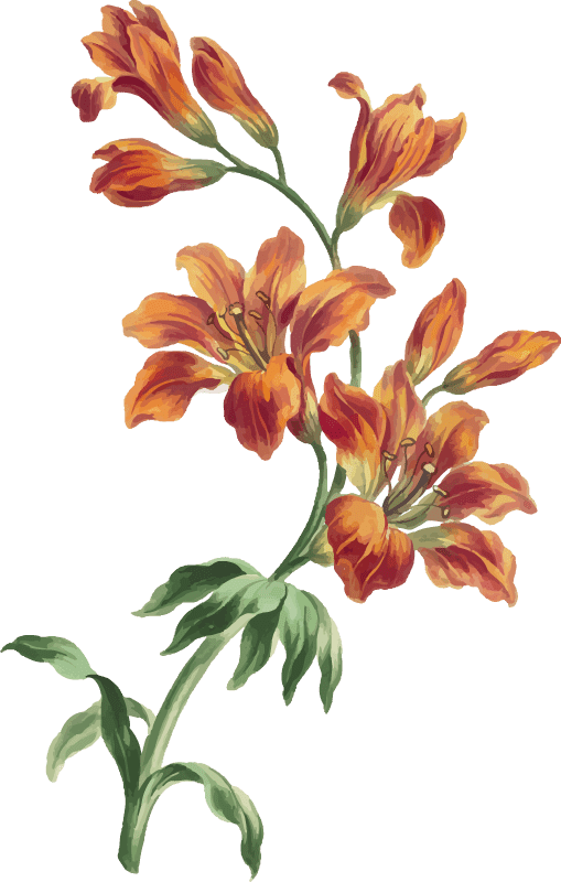 Maya-flower1